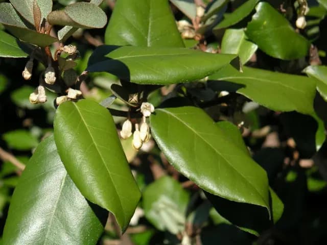 Elaeagnus × ebbingei (Chalef)
