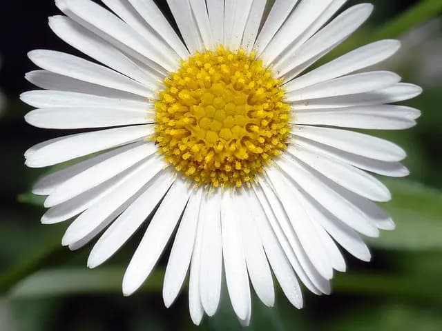 Erigeron karvinskianus (Vergerette)