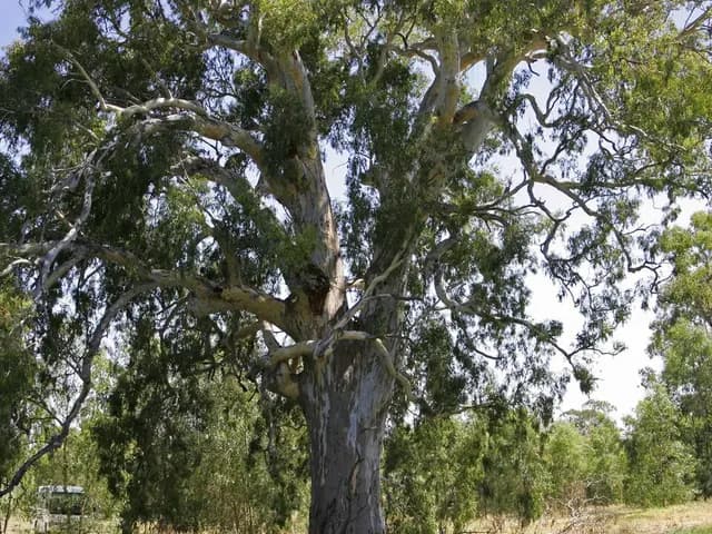 Eucalyptus camaldulensis (Eucalyptus rouge)