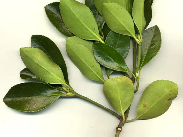 Euonymus japonicus (Fusain du Japon)