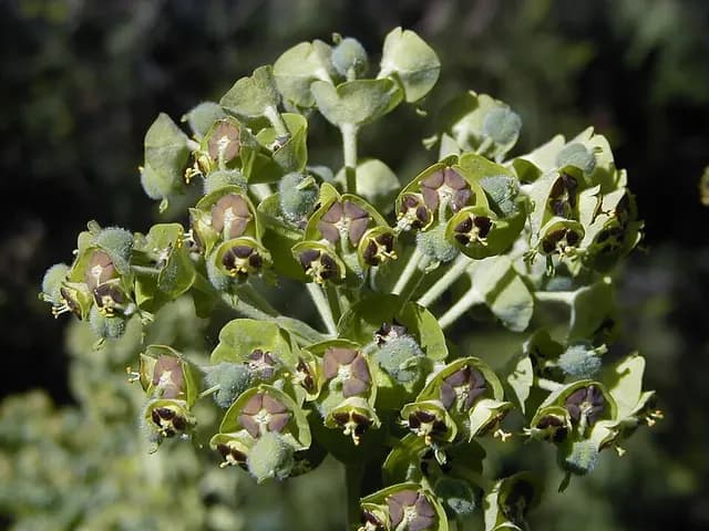 Euphorbia characias (Euphorbe des garrigues)