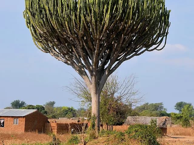Euphorbia ingens (Euphorbe candélabre)