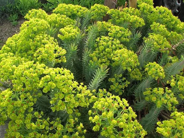 Euphorbia rigida (Euphorbe rigide)