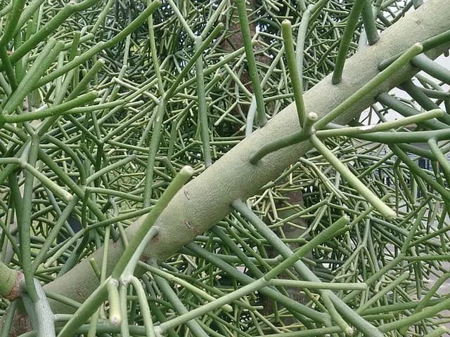 Euphorbia tirucalli (Euphorbe crayon)