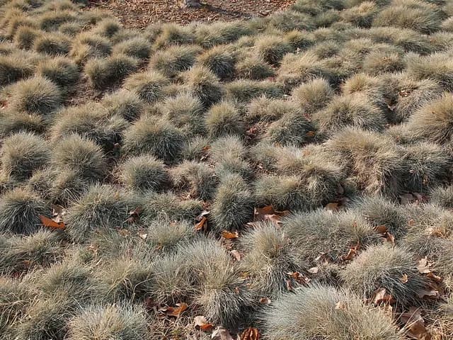 Festuca glauca (Fétuque bleue)