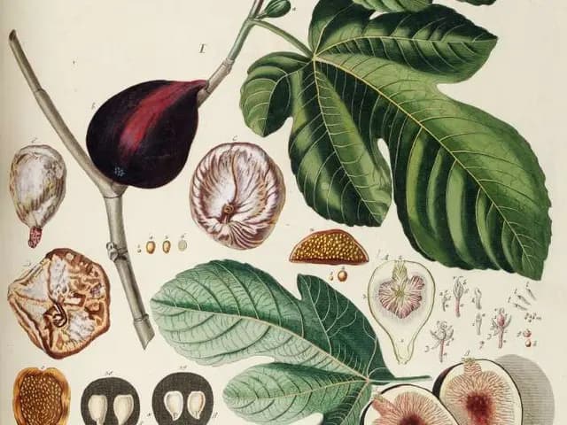 Ficus carica (Figuier)