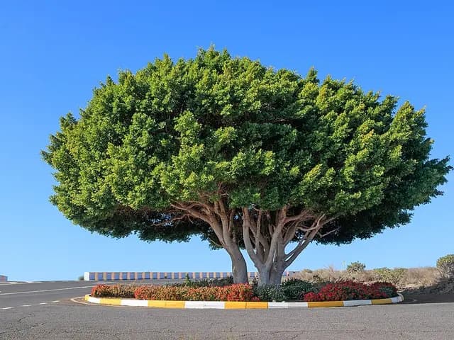 Ficus microcarpa (Ficus retusa)