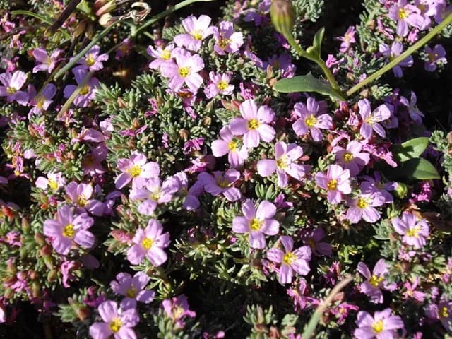 Frankenia laevis (Frankénie)