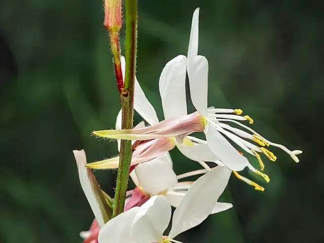 Gaura lindheimeri (Gaura)