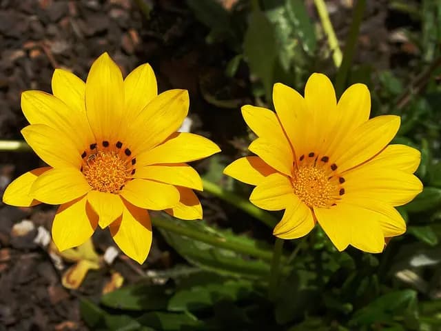 Gazania rigens (Gazania)