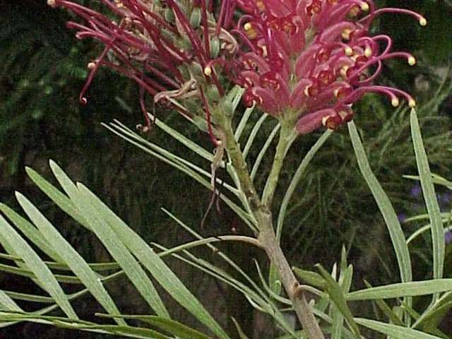 Grevillea 'Robyn Gordon' (Grévillée)