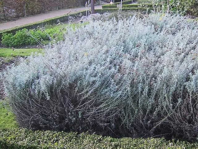 Helichrysum italicum (Immortelle d'Italie (plante curry))