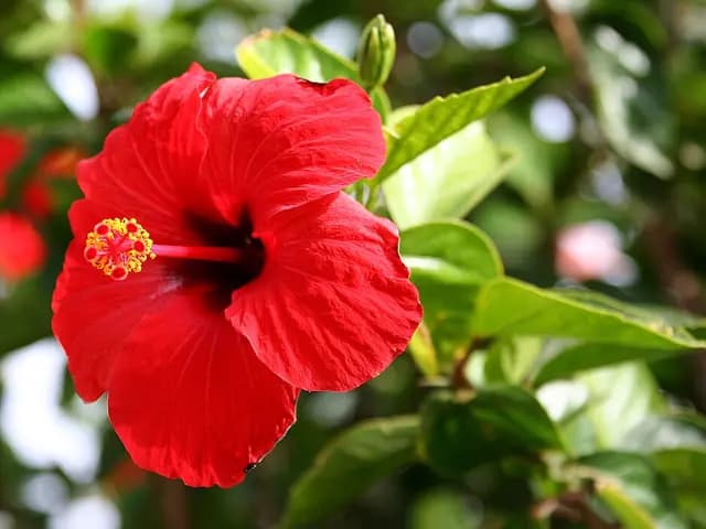 Hibiscus rosa-sinensis (Hibiscus)
