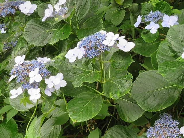 Hydrangea macrophylla (Hortensia)