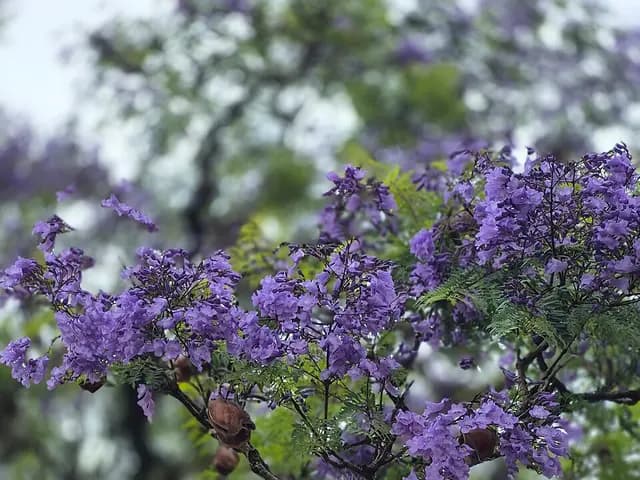 Jacaranda mimosifolia (Jacaranda)