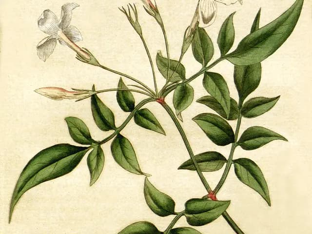 Jasminum officinale (Jasmin officinal)