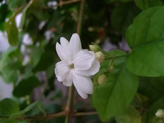 Jasminum sambac (Jasmin d'Arabie (yasmine))