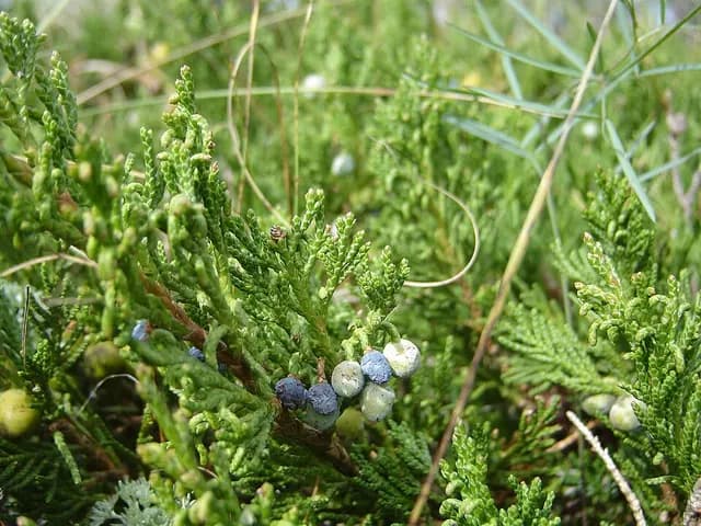 Juniperus horizontalis (Genévrier rampant)