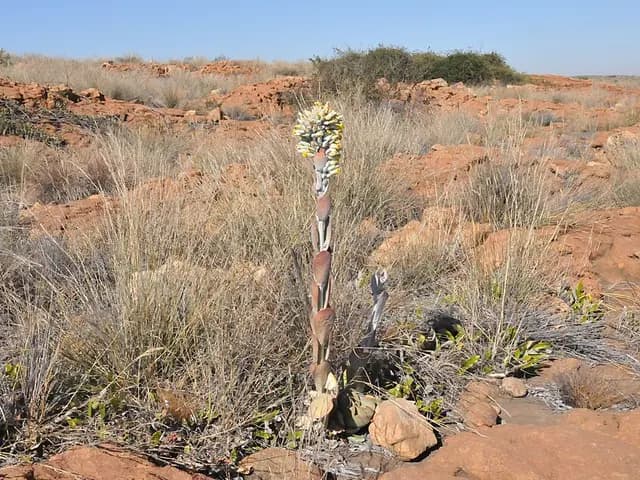 Kalanchoe thyrsiflora (Kalanchoé à feuilles de pagaie)