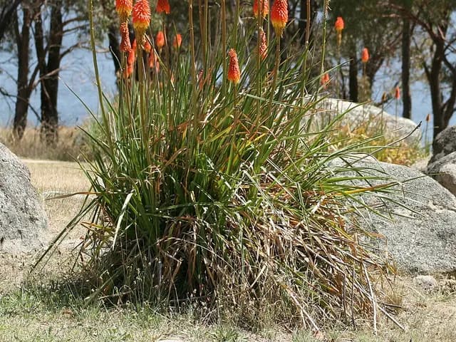 Kniphofia uvaria (Tritoma)