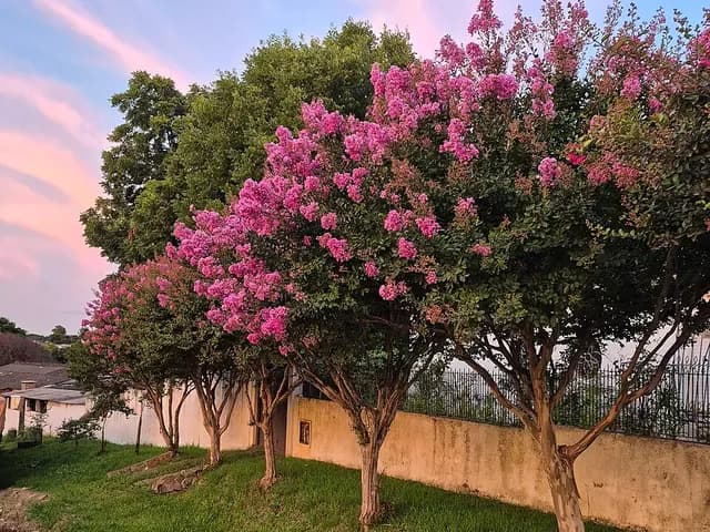 Lagerstroemia indica (Lilas des Indes)