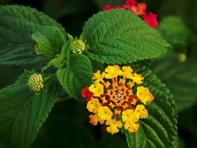 Lantana camara (Lantana)