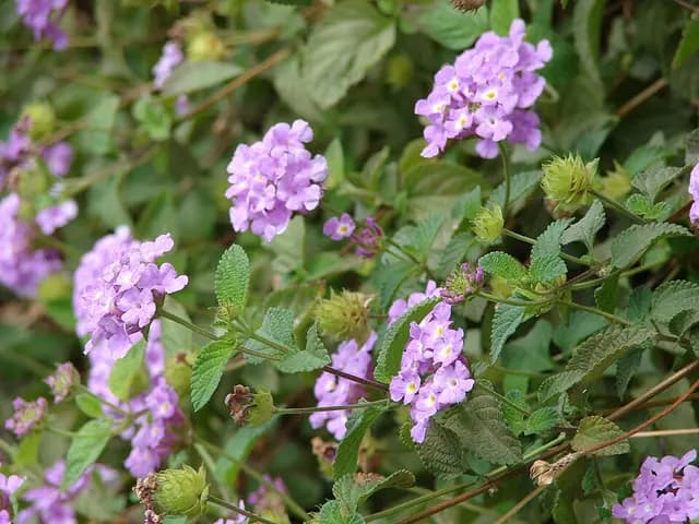 Lantana montevidensis (Lantana rampant)