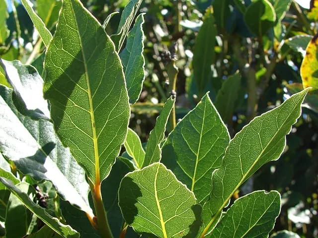 Laurus nobilis (Laurier-sauce)