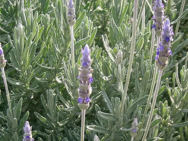 Lavandula dentata (Lavande dentée)