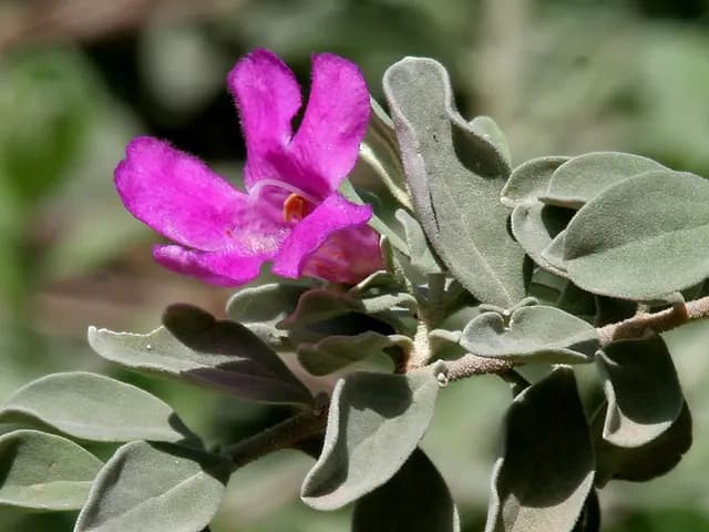Leucophyllum frutescens (Sauge du Texas)