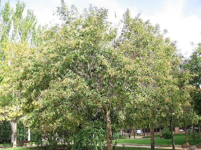 Ligustrum japonicum (Troène du Japon)