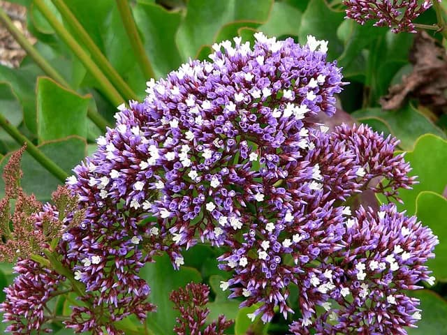 Limonium perezii (Statice)