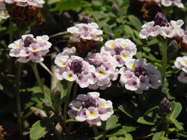 Lippia nodiflora