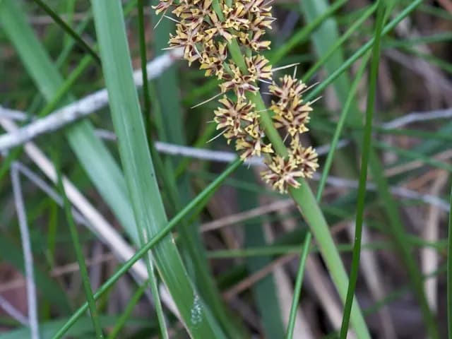 Lomandra longifolia (Lomandra)