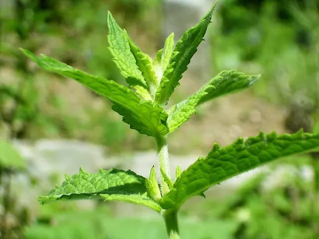 Mentha spicata (Menthe verte (nanah))