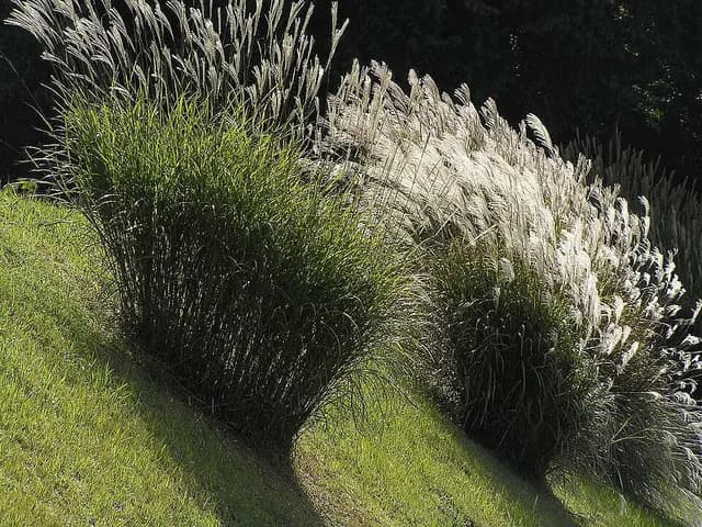 Miscanthus sinensis (Eulalie)