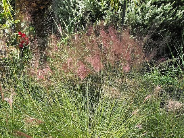 Muhlenbergia capillaris (Muhlenbergia)