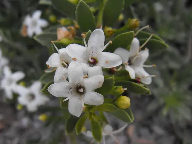 Myoporum parvifolium