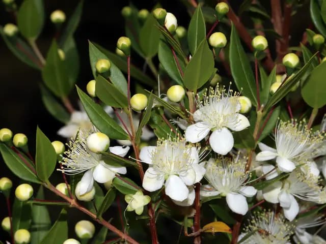Myrtus communis (Myrte)
