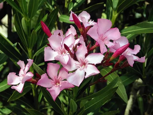 Nerium oleander (Laurier-rose)