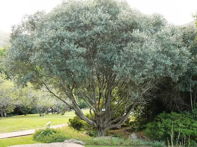 Olea europaea (Olivier)