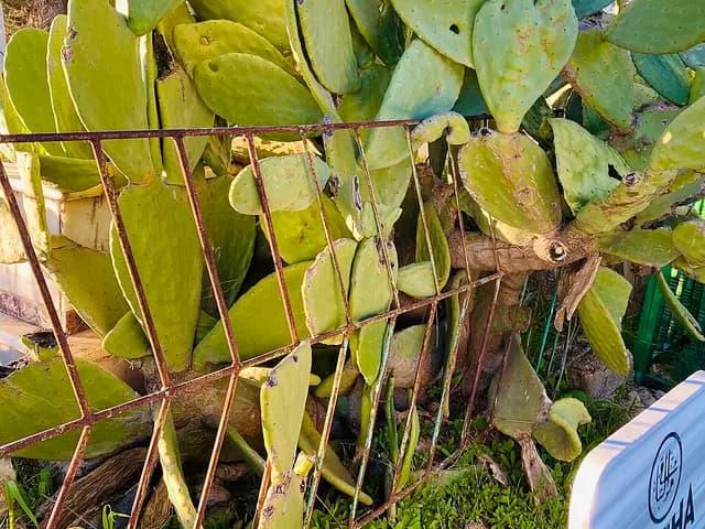 Opuntia ficus-indica (Figuier de Barbarie)