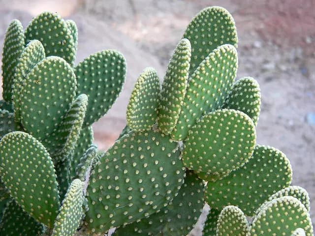 Opuntia microdasys (Oreilles de lapin)