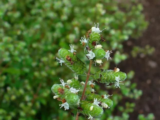 Origanum majorana (Marjolaine)