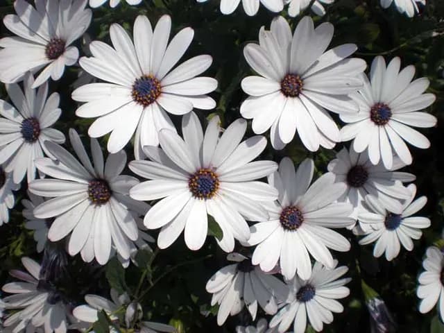 Osteospermum ecklonis (Marguerite du Cap)