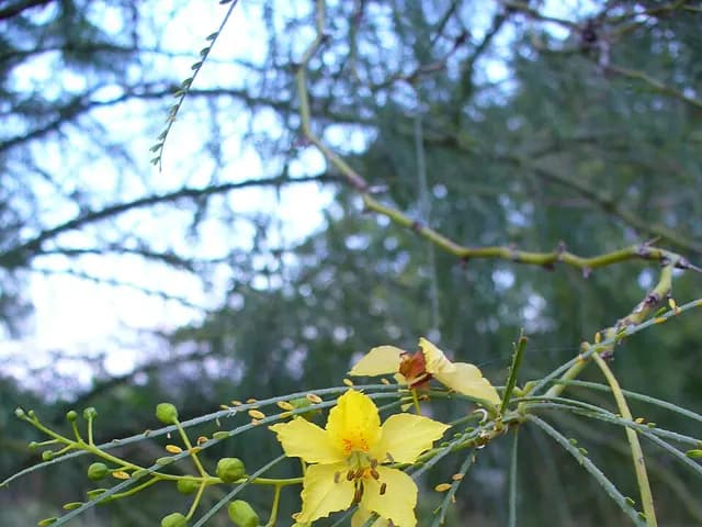 Parkinsonia aculeata (Parkinsonia)