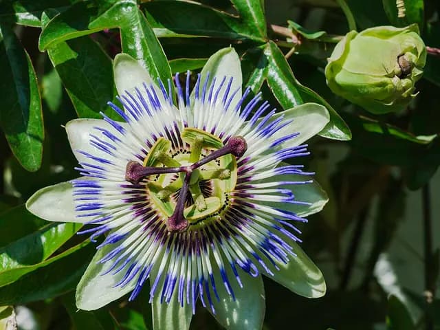 Passiflora caerulea (Passiflore)