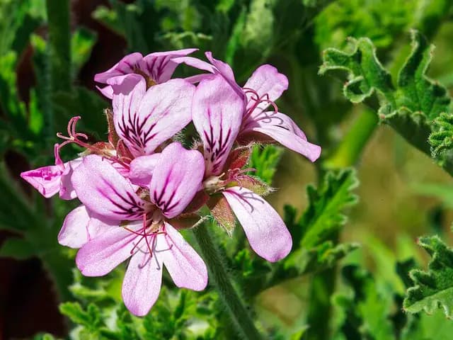 Pelargonium graveolens (Géranium rosat)