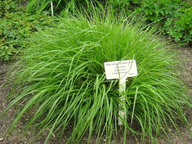 Pennisetum alopecuroides (Pennisetum)