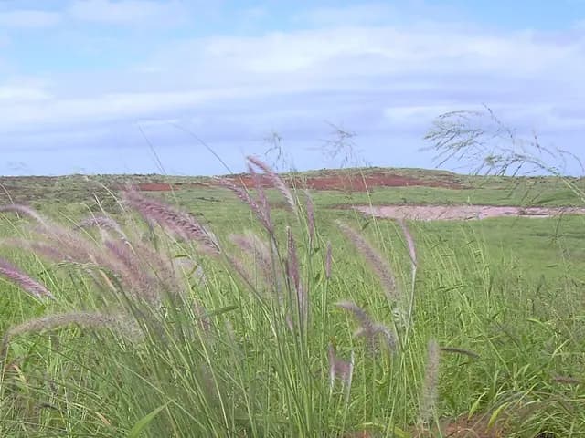 Pennisetum setaceum (Herbe aux écouvillons)